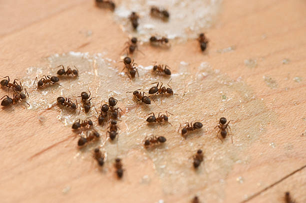 Best Best Pest Control Companies  in Floydada, TX