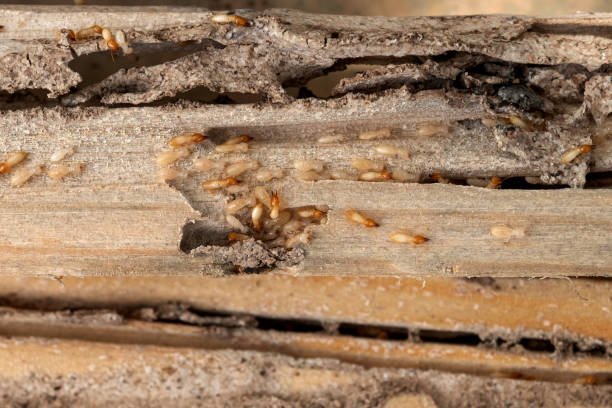 Best Emergency Pest Control  in Floydada, TX